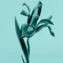Tiffany & Co. Eau de Parfum for Her 75ml - Perfume & Cologne at MyBeautyBoutique by Tiffany & Co