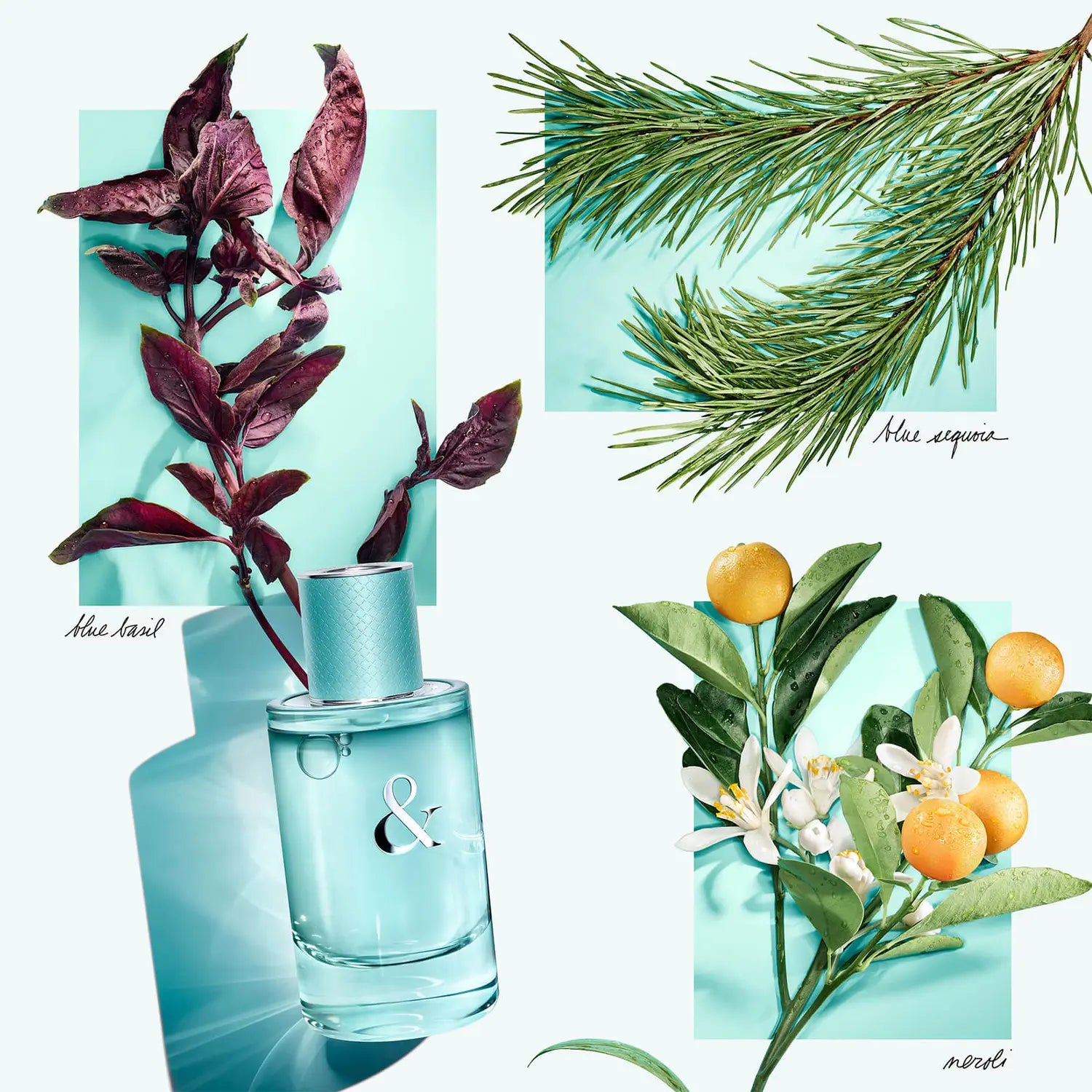 Tiffany & Co. & Love for Her Eau de Parfum 50ml - Fragrance at MyBeautyBoutique by Tiffany & Co