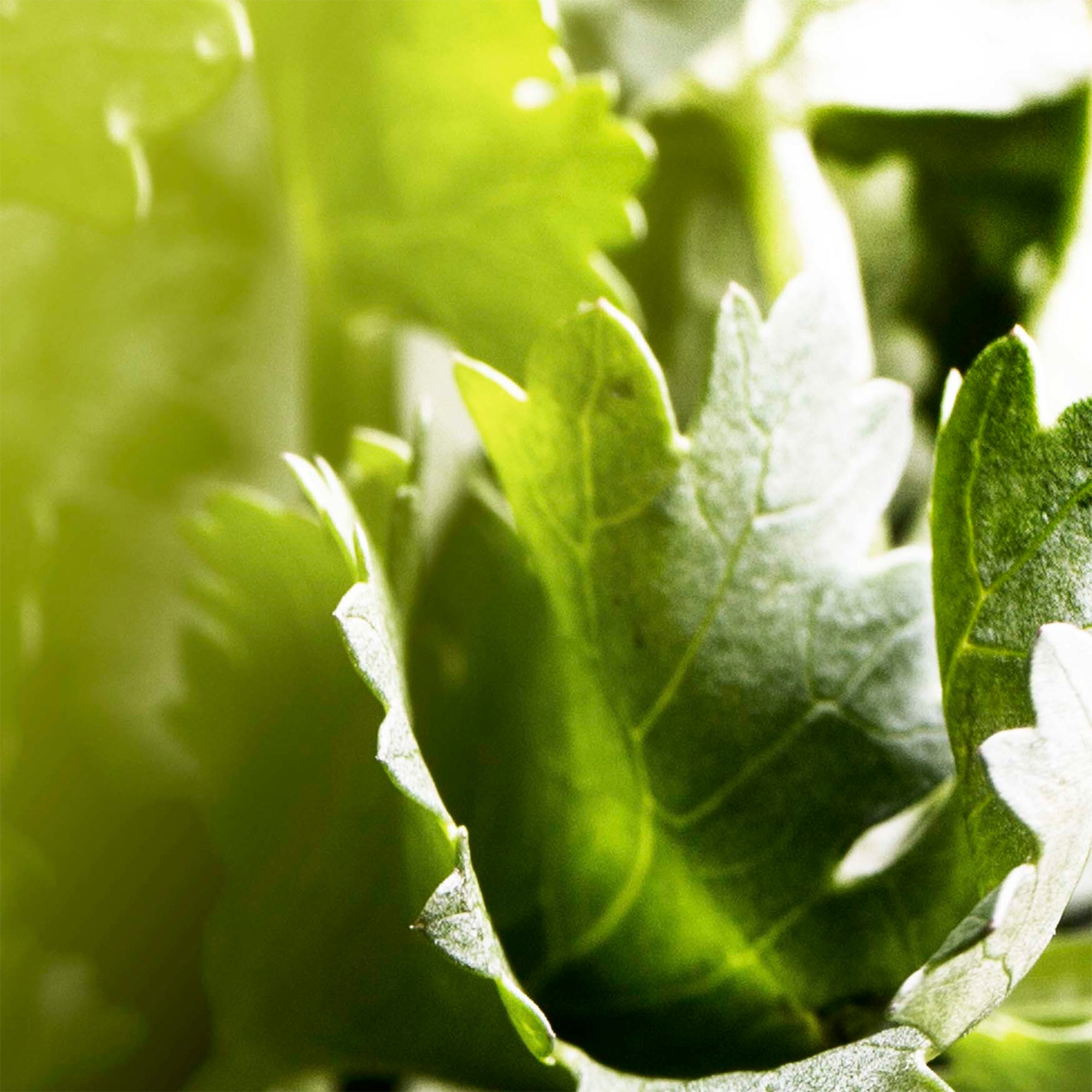 Bvlgari Man Wood Essence Gift Set 100ml EDP + 15ml EDP