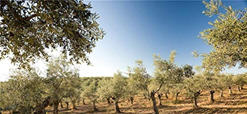 La Chinata Mild Shampoo 250ml