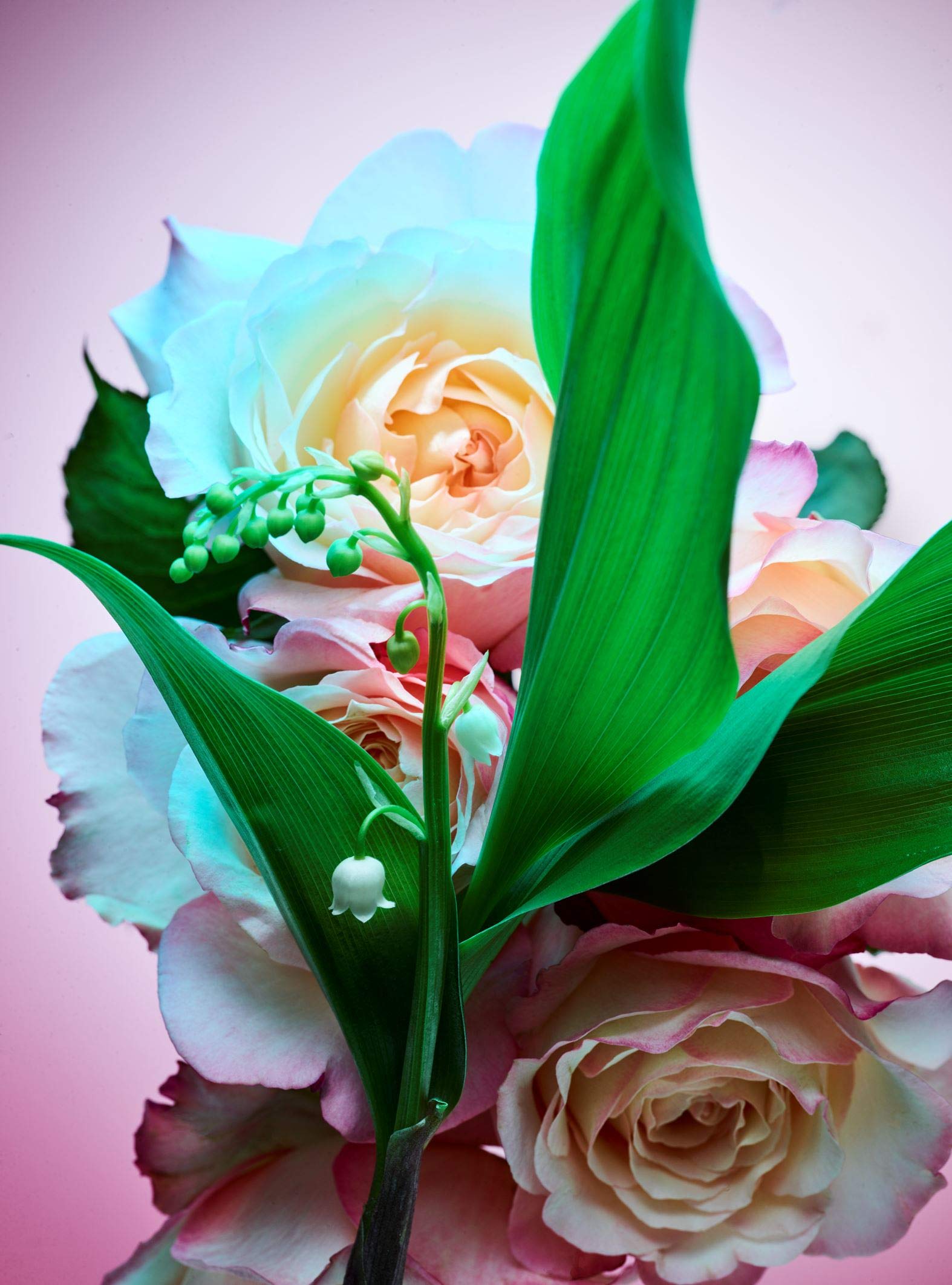 Bvlgari Rose Goldea Blossom Delight Eau de Parfum 75ml Spray - Fragrance at MyBeautyBoutique by Bvlgari