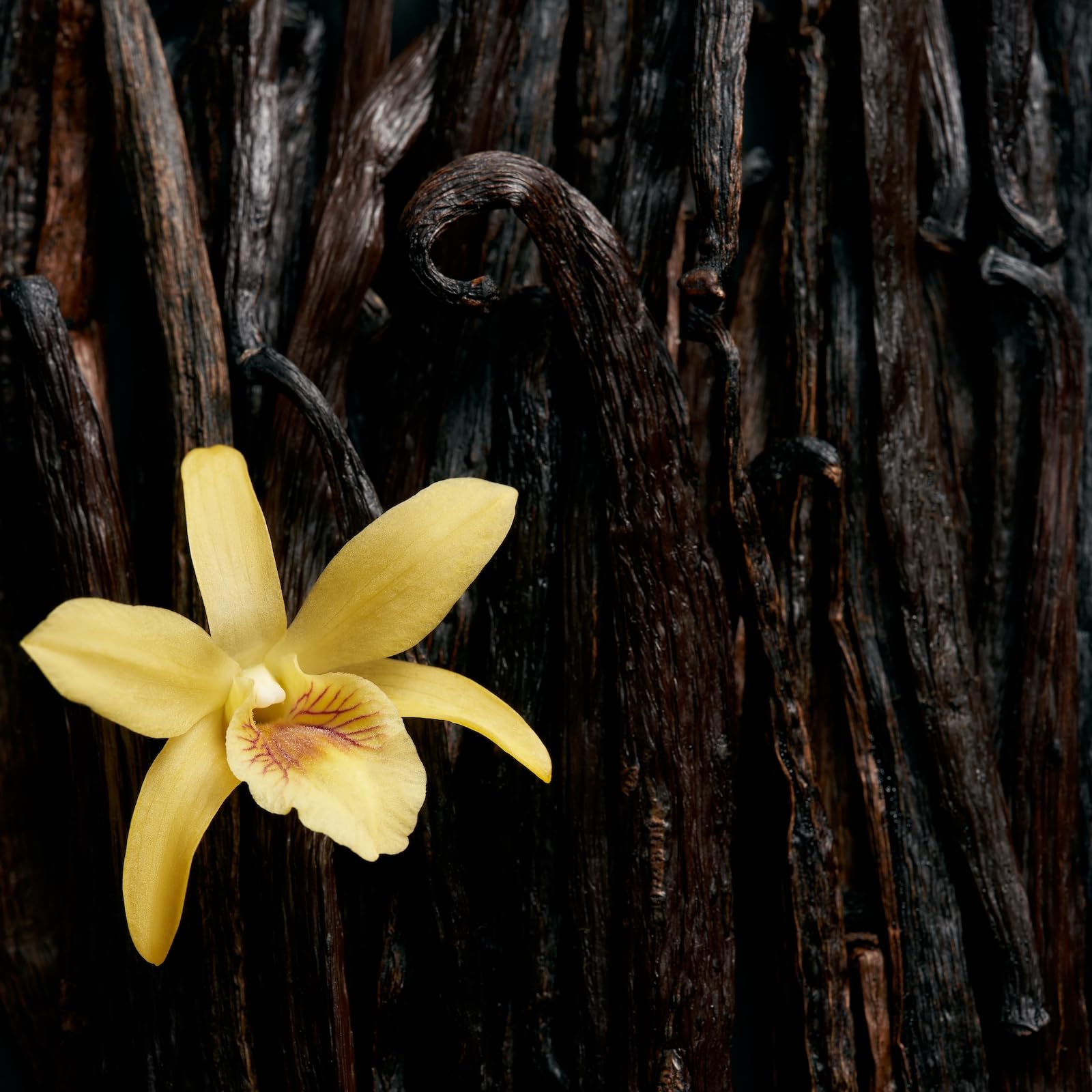 Escada Celebrate N.O.W. Eau de Parfum 50ml Spray - Fragrance at MyBeautyBoutique by Escada