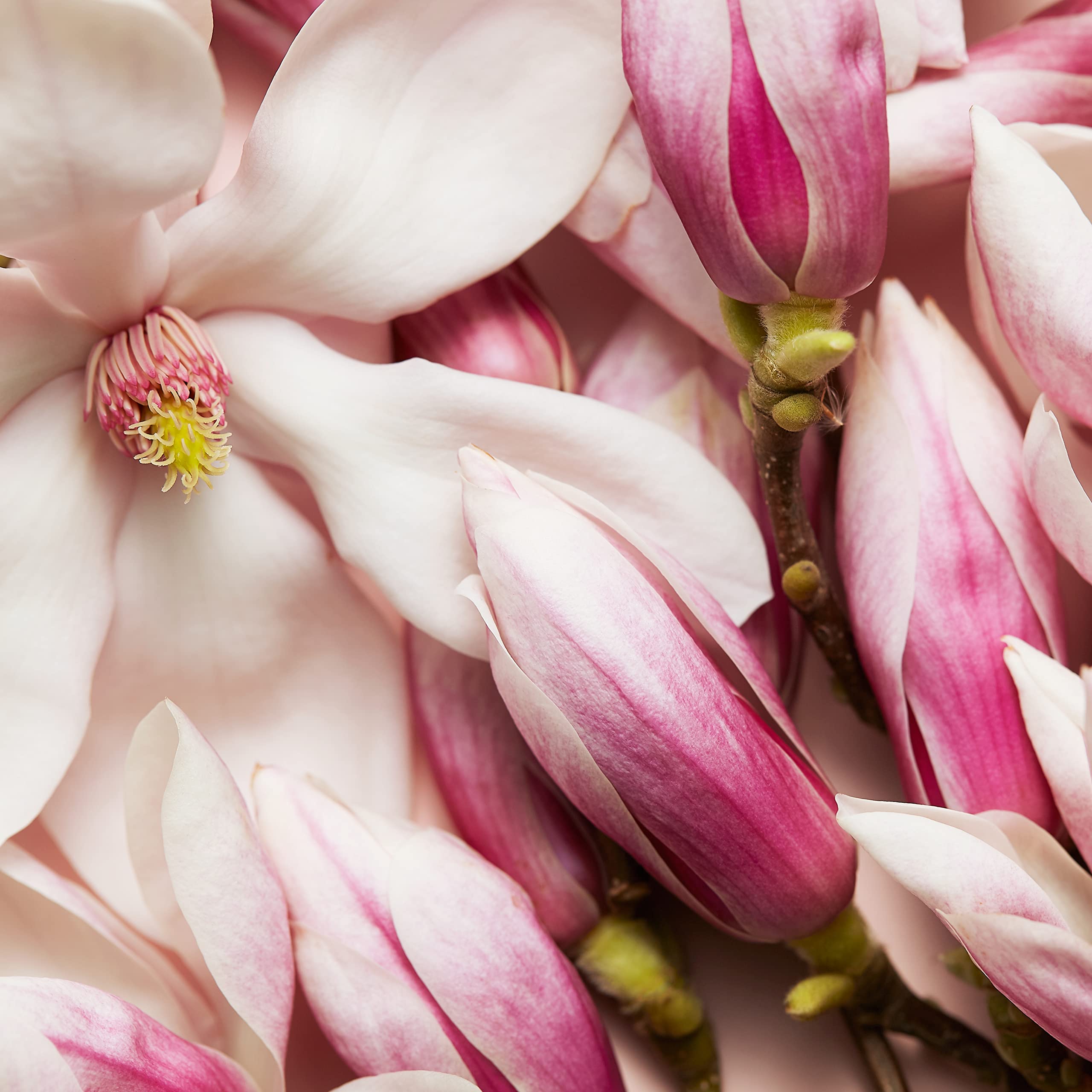 Escada Celebrate N.O.W. Eau de Parfum 30ml Spray - Fragrance at MyBeautyBoutique by Escada