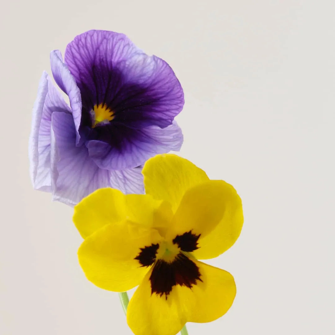 Payot Sleeping Creme Resurfaçante 50ml | Anti-Wrinkle Night Cream | Smoothing, Hydrating & Skin Renewing Formula