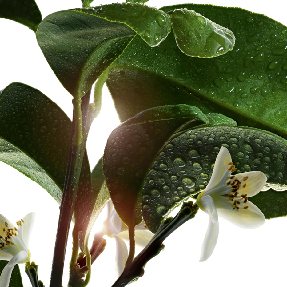 Clarins Moisture Rich Body Lotion 400ml